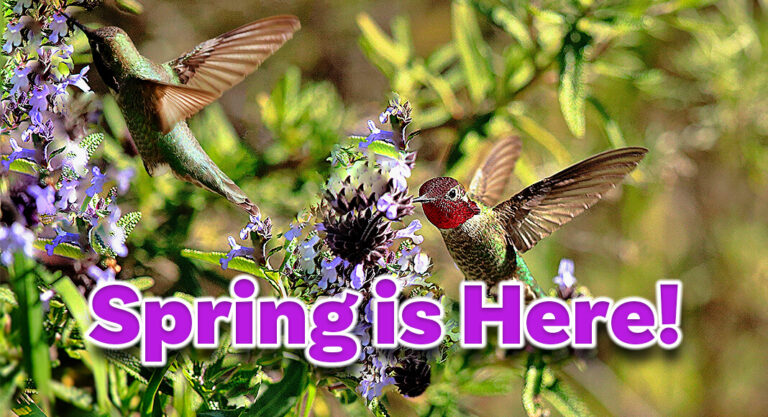 Spring Has Awoken in the Rio Grande Valley