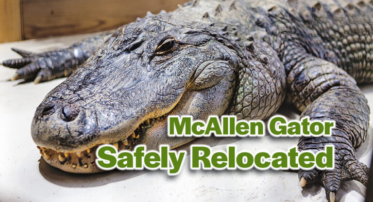 Alligator Safely Relocated from Canal Area in McAllen