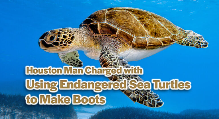 Houston Man Charged with Using Endangered Sea Turtles to Make Boots