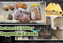 CBP Intercepts Live Poultry & Over 100 Live Insects At Juarez-Lincoln Bridge