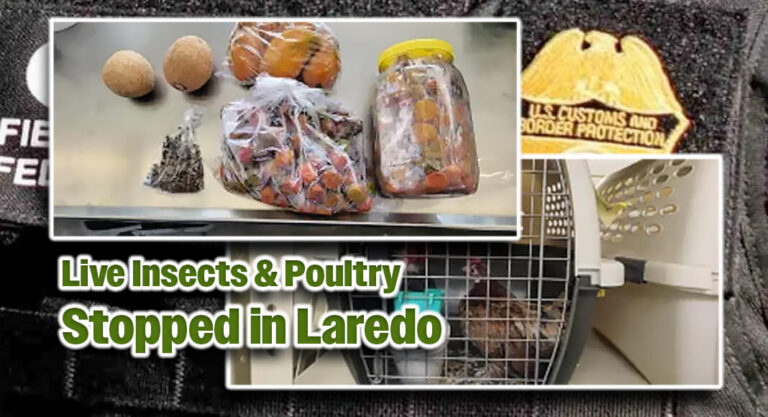 CBP Intercepts Live Poultry & Over 100 Live Insects At Juarez-Lincoln Bridge
