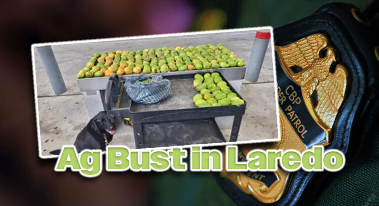 CBP Uncovers Over 218 Mangos & 7kg of Nances at Juarez-Lincoln Bridge
