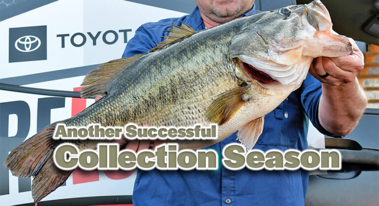 Toyota ShareLunker Program Enjoys Another Successful Collection Season
