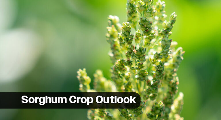 Sorghum Crop Looks Good Where Timely Rains Broke Dry Spell