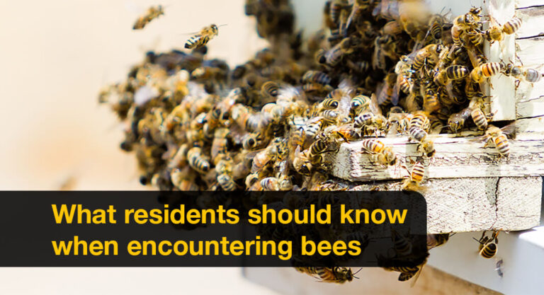 Increased Bee Activity in McAllen 