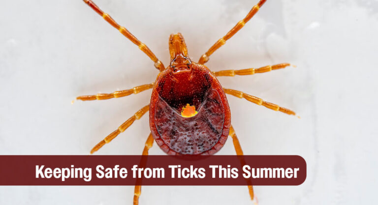Tick talk: How to spot, avoid and remove ticks in Texas