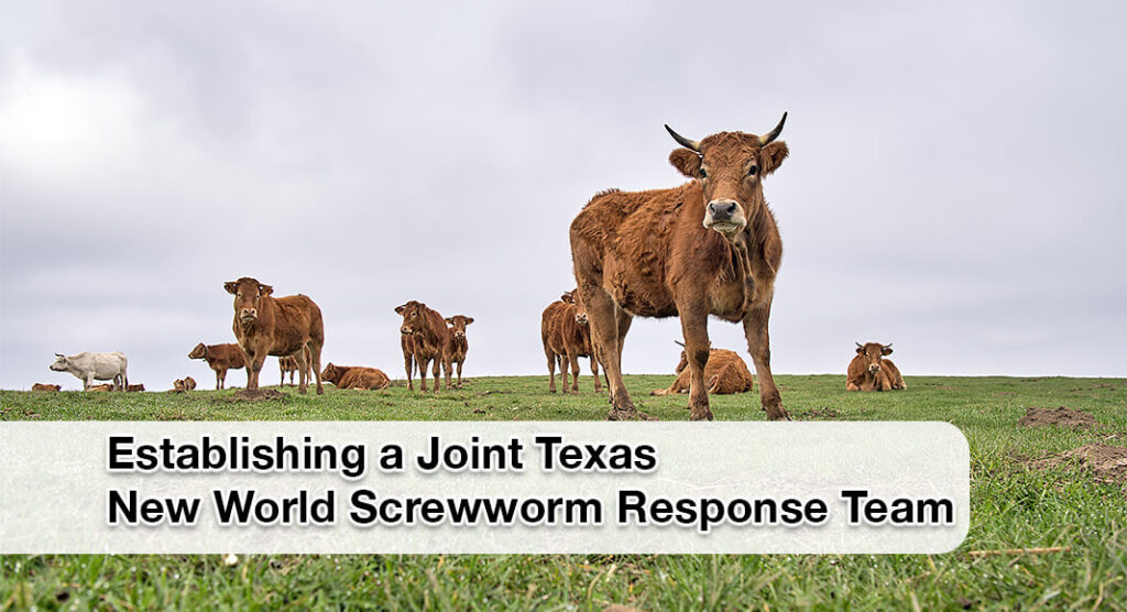 Governor Greg Abbott directed the Texas Parks and Wildlife Department (TPWD) and the Texas Animal Health Commission (TAHC) to establish a joint Texas New World Screwworm Response Team following the recent northward spread of the New World screwworm (NWS). Image for illustration purposes