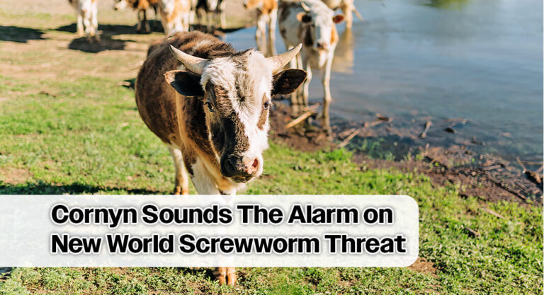 Cornyn Raises Alarm on New World Screwworm Threat