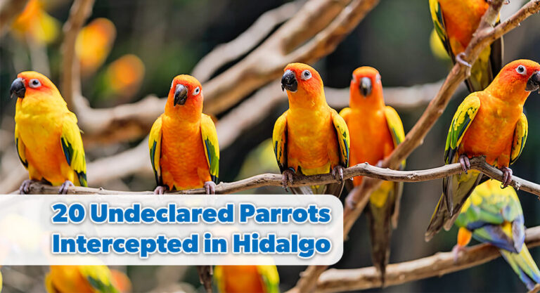 Hidalgo CBP Officers Intercept 20 Undeclared Parrots, Driver Arrested