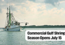 Commercial Gulf Shrimp Season Opens July 15th