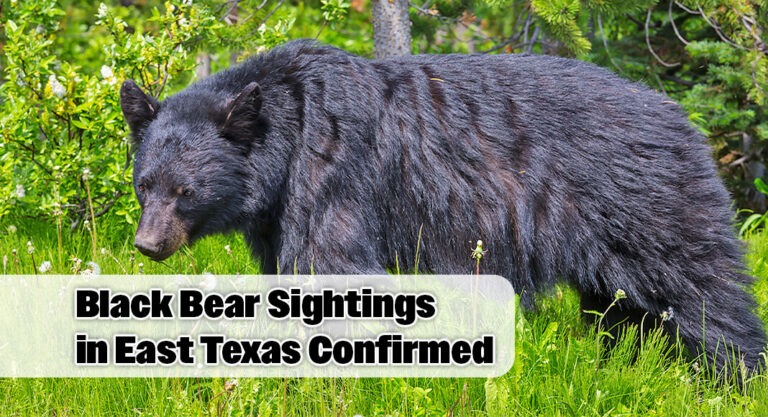 Black Bear Sightings Confirmed in East Texas