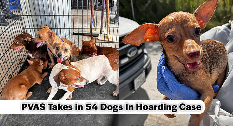 PVAS Responds to 4th Hoarding Case of the Year: 54 Dogs Taken In