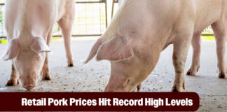 Pork Prices Reach Record Highs with Holiday Demand Ahead
