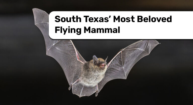 South Texas’ Most Beloved Flying Mammal