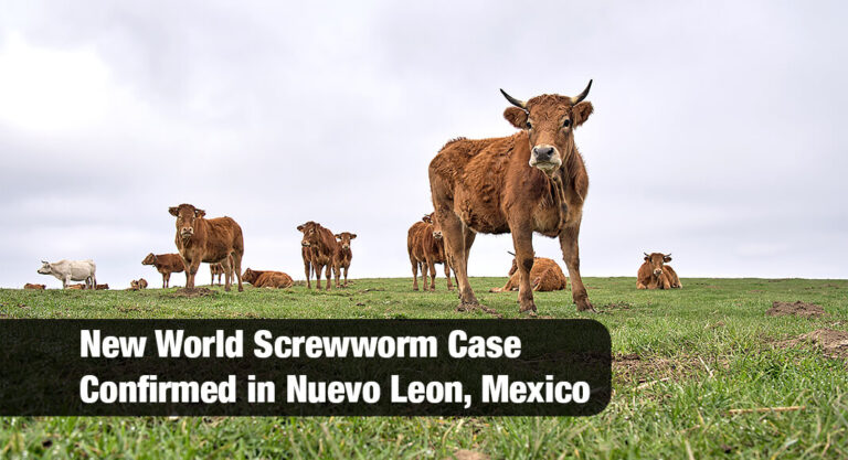 Mexico Confirms Case of New World Screwworm in Nuevo Leon