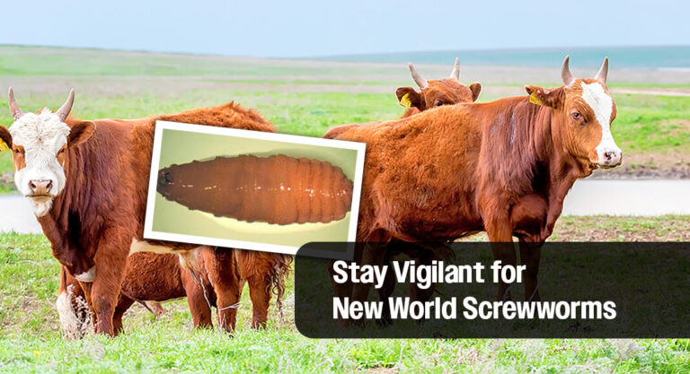 Wildlife Health Alert: Texans Encouraged to Stay Vigilant for New World Screwworms