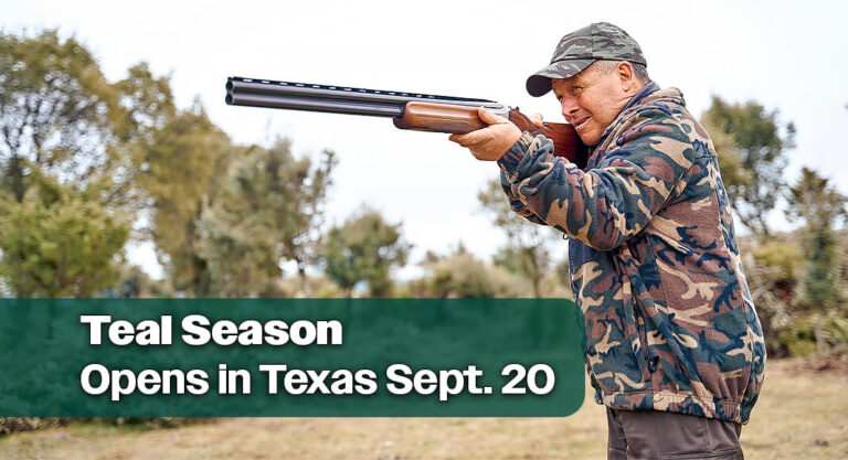 Teal Season Opens in Texas Sept. 20