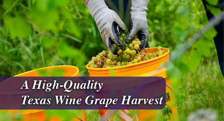Texas Vineyards Report High-Quality Wine Grapes