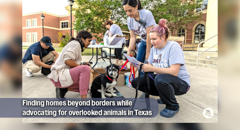 Adoption and Rescue Impact at Yaqui Animal Rescue