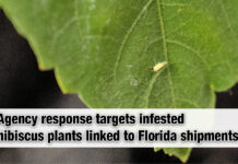 Emergency Response Activated to Protect Texas Cotton & Ornamental Industries from New Invasive Pest