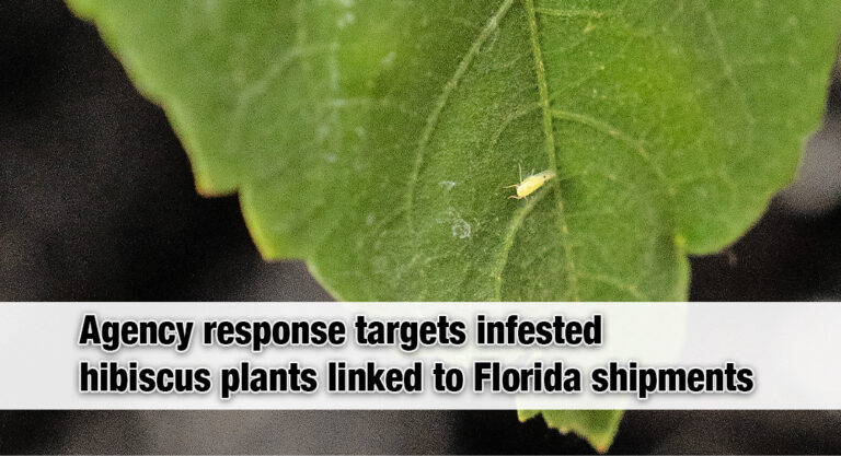 Emergency Response Activated to Protect Texas Cotton & Ornamental Industries from New Invasive Pest