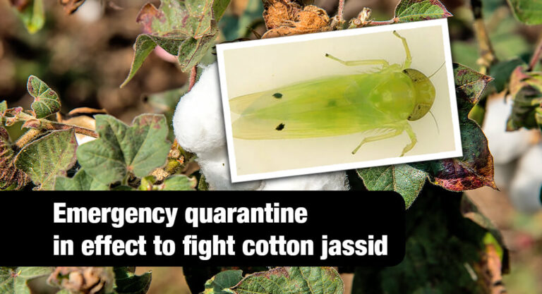 Takes Emergency Action to Protect Texas Agriculture from Invasive Leafhopper Pest