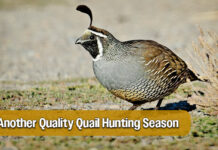 Quail Surveys Raise Expectations for Another Quality Hunting Season
