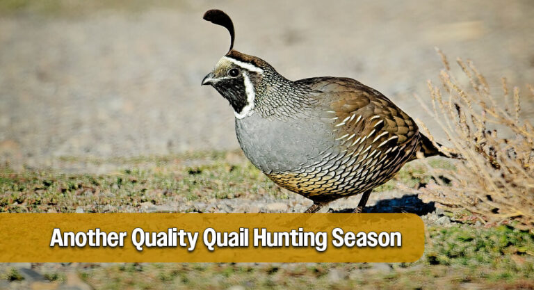 Quail Surveys Raise Expectations for Another Quality Hunting Season