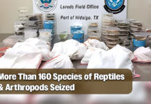 CBP Officers Seize More Than 160 Species of Reptiles & Arthropods at Anzalduas International Bridge