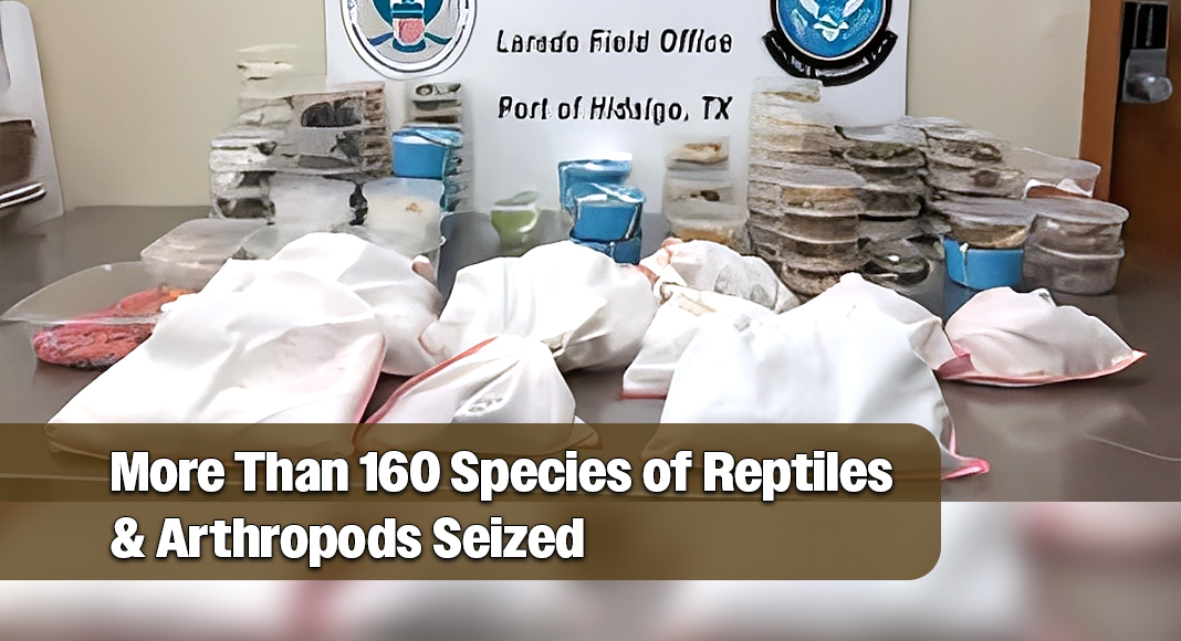 CBP Officers Seize More Than 160 Species of Reptiles & Arthropods at Anzalduas International Bridge