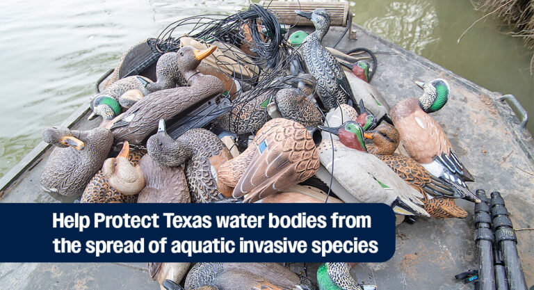 Waterfowl Hunters: Help Stop the Spread of Invasive Species