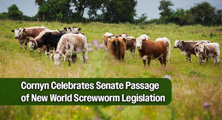 Cornyn Celebrates Senate Passage of New World Screwworm Readiness, Response Legislation