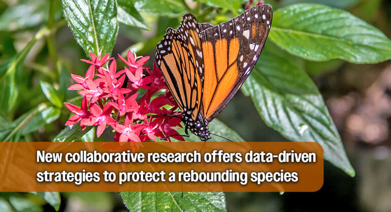 Mapping Monarch Migration Across Texas Highways