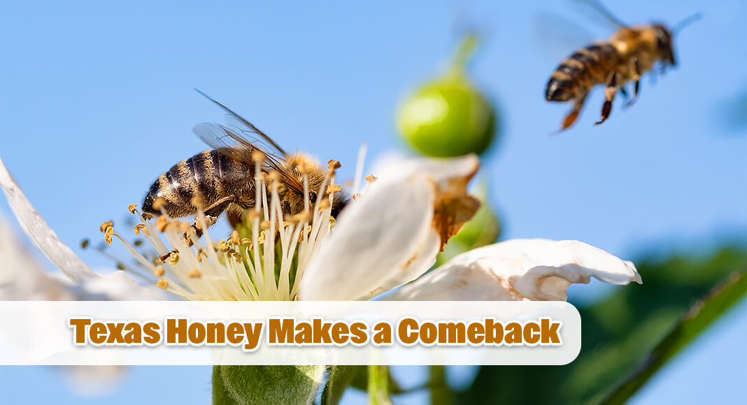 Commissioner Sid Miller praised the remarkable comeback of the Texas honey industry, noting that coordinated efforts by pesticide regulators, the Texas Department of Agriculture, and partners across the agriculture community have helped create conditions for Texas bees to thrive. Image for illustration purposes