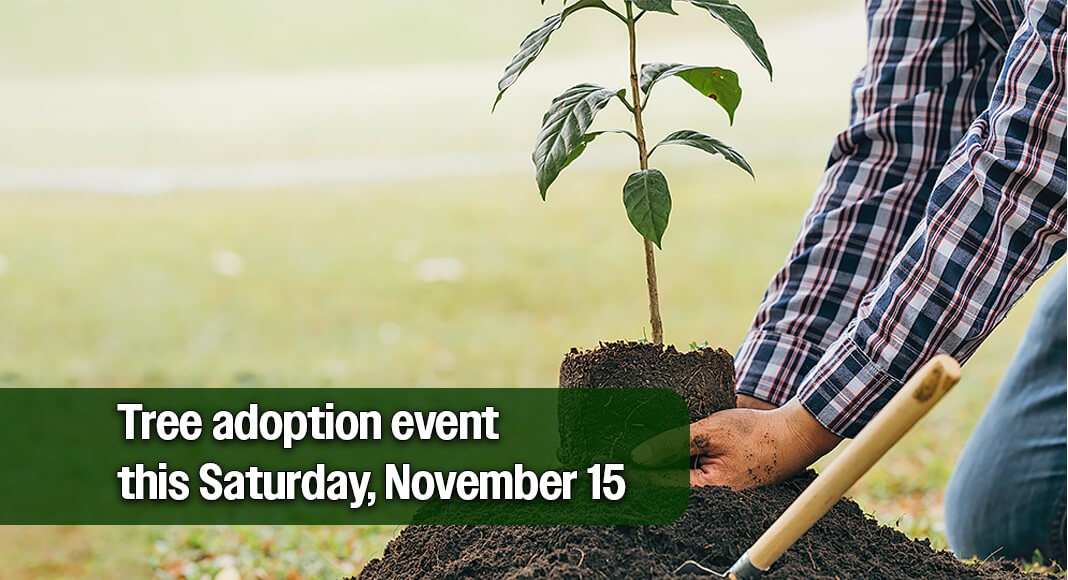 It’s time to paint Edinburg green! In recognition of Texas Arbor Day, the City of Edinburg invites the community to its tree adoption event this Saturday, November 15, 2025, beginning at 8 a.m. at Promenade Park, located at 202 N. 10th Avenue. Image for illustration purposes
