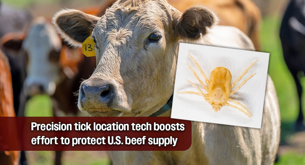 Rhipicephalus microplus, known as the Southern cattle fever tick, are vectors of bovine babesiosis, a deadly disease for cattle. Texas A&M researchers continue to support efforts to eradicate the tick in areas of South Texas. (Sam Craft/Texas A&M AgriLife). Eradication efforts include treating cattle on rangeland with acaricides to kill cattle fever ticks. Treated cattle with GPS collars help researchers determine areas cattle do not move through and that can act as refuges for ticks. (Michael Miller/Texas A&M AgriLife)