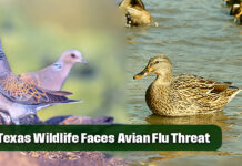 Highly Pathogenic Bird Flu Detected in Multiple Areas in Texas