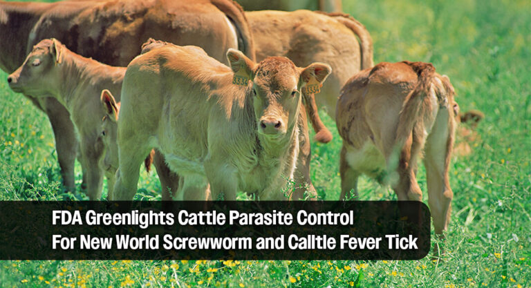 FDA Conditionally Approves Cattle Drug for New World Screwworm & Cattle Fever Tick