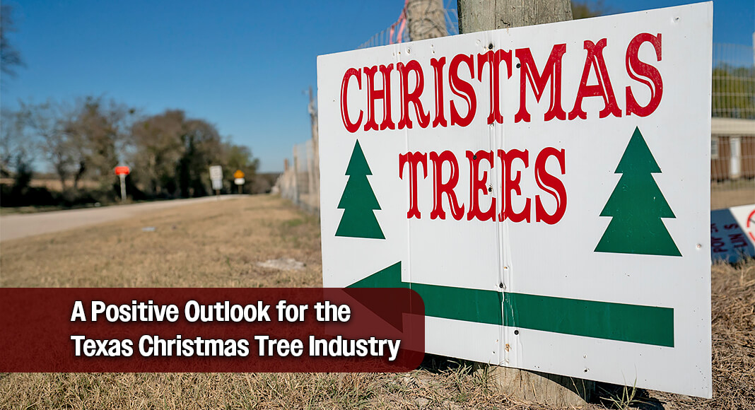 Texas Christmas Tree Industry Sees Growth In Demand & Farm Acreage