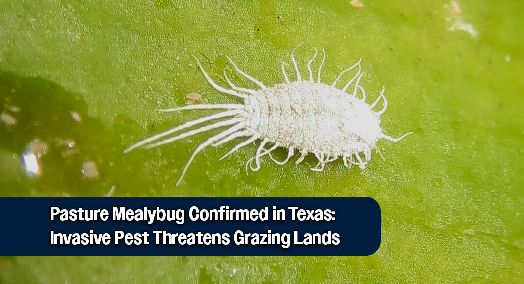 Texas Agriculture Commissioner Sid Miller today issued an urgent alert to producers across the state to inspect their pastures for a newly detected and highly damaging pest. Image: pasture mealybug (Helicococcus summervillei). Image: David Short from Windsor, UK, CC BY 2.0 <https://creativecommons.org/licenses/by/2.0>, via Wikimedia Commons