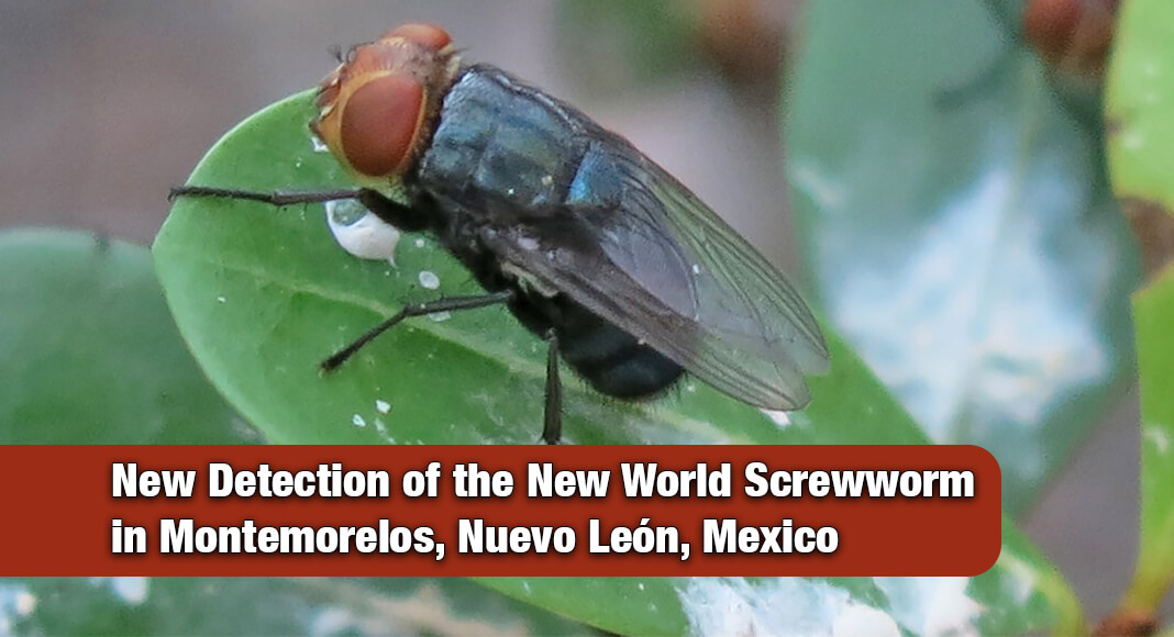 Miller Responds to New World Screwworm Detection in Northern Mexico