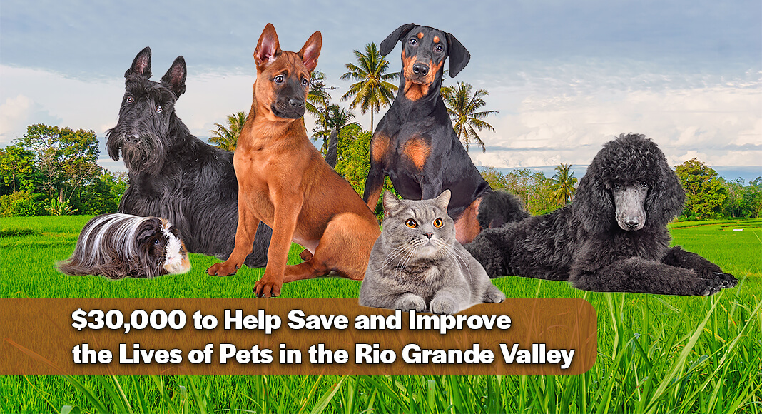Palm Valley Animal Society is set to receive a $30,000 grant investment from national nonprofit Petco Love in support of their lifesaving work for pets in McAllen, Edinburg, Palmhurst, and unincorporated Hidalgo County. Image for illustration purposes