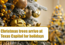 WATCH: Christmas trees arrive at Texas Capitol for holidays