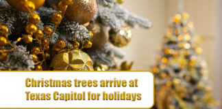 WATCH: Christmas trees arrive at Texas Capitol for holidays