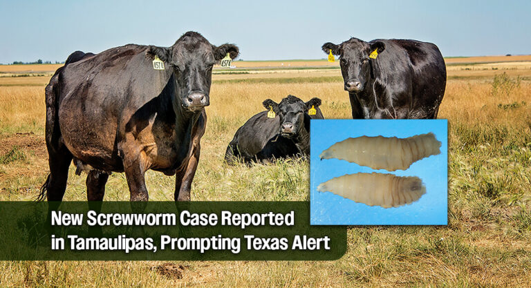 Texas Ag Commissioner Issues Warning After New Screwworm Case Just South of the Border