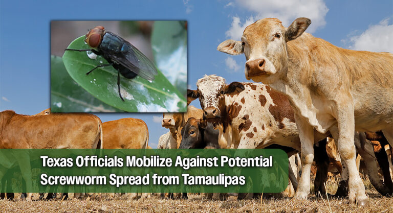 Eight New Screwworm Cases in Mexico Prompt Texas Border Alert