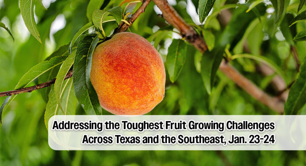 AgriLife Extension to Lead Two‑Day Virtual Texas Fruit Conference Jan. 23–24