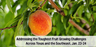 AgriLife Extension to Lead Two‑Day Virtual Texas Fruit Conference Jan. 23–24
