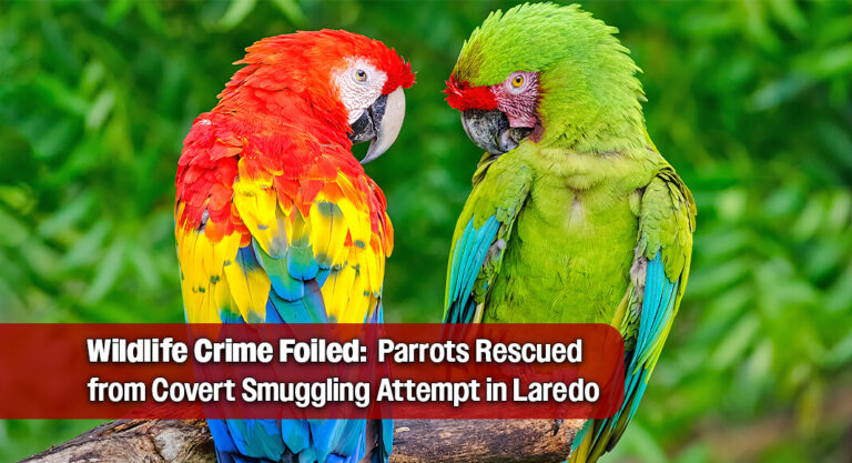 CBP Uncovers Secret Stash of Parrots in High‑Risk Laredo Smuggling Attempt