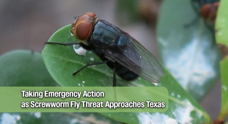 Abbott Issues Disaster Declaration to Guard Against New World Screwworm Threat